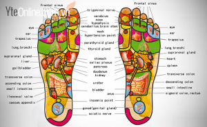 Tìm hiểu một số huyệt vùng chân
